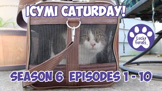 ICYMI Caturday! * Lucky Ferals S6 Episodes 1  10 * Cat Videos Compilation