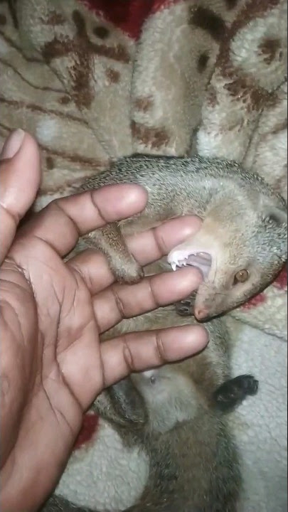 cute baby mongoose 🥰#short #shorts #youtubeshorts #mongoose