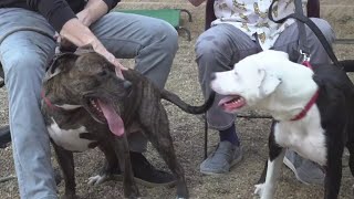 Clear the Shelters: Mike Polk Jr. visits Rescue Village in Geauga County