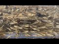 川の水溜りのビオトープにいた一億匹の魚。【水中映像・４K】