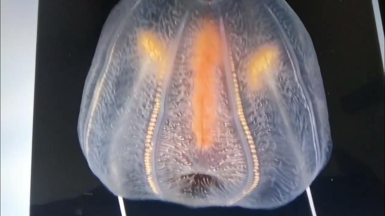 comb jelly swim with help of cilia hair like structure YouTube