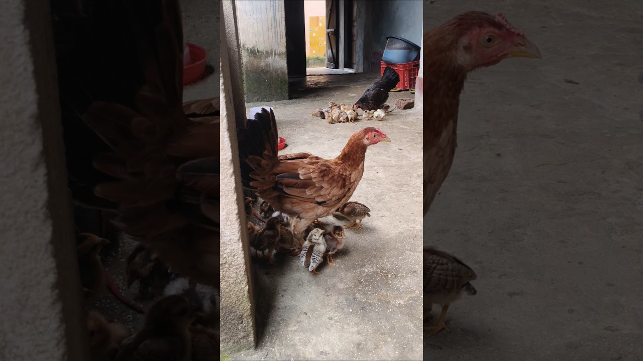 Desi chicks with mother's 🐥.