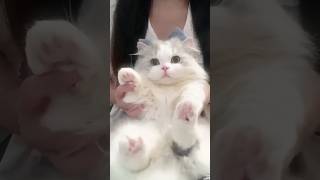 Macarena Cat