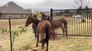 Mack the donkey didn’t want to go home.