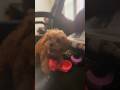 CAVAPOO 3 MONTHS OF AGE