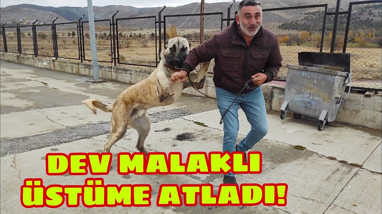 11'AYLIK DEV MALAKLI'YA ÇOK ŞAŞIRACAKSINIZ!!