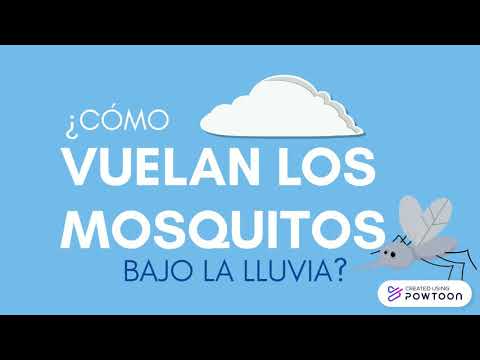 Video: Cómo Vuelan Los Mosquitos Bajo La Lluvia
