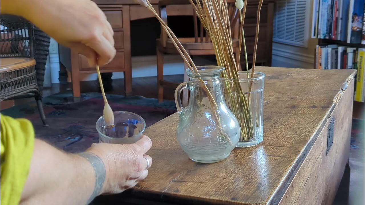 Harvesting Poppy Seeds YouTube