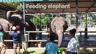 Feeding elephant | Zoo