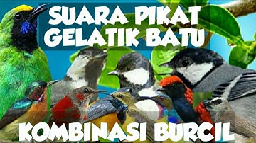 Suara Pikat Gelatik Batu Kombinasi Burcil | Ampuh