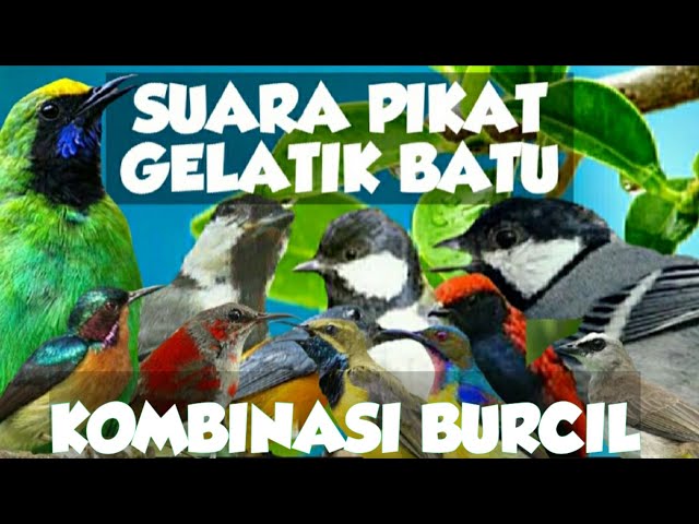 Suara Pikat Gelatik Batu Kombinasi Burcil | Ampuh class=