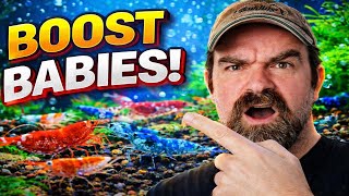 Aquarium Shrimp Breeding: Boosting Baby Production with Twice-Weekly Feedings