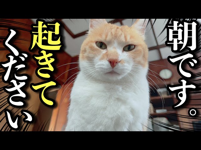 Adorable Yet Devilish Cat Wakes Up Owner | Cute Cat Products Haul