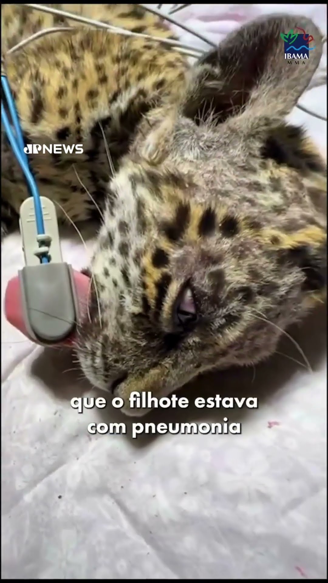 Ibama compartilha resgate emocionante de onça-pintada