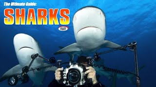 The Ultimate Guide: Sharks by heathsharky 730 views 1 year ago 52 minutes