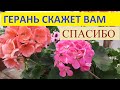 ЧЕМ ПОДКОРМИТЬ ГЕРАНЬ (Пеларгонию) чтобы Листья не Желтели