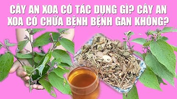 CÂY AN XOA CÓ TÁC DỤNG GÌ? CÂY AN XOA CÓ CHỮA BỆNH BỆNH GAN KHÔNG