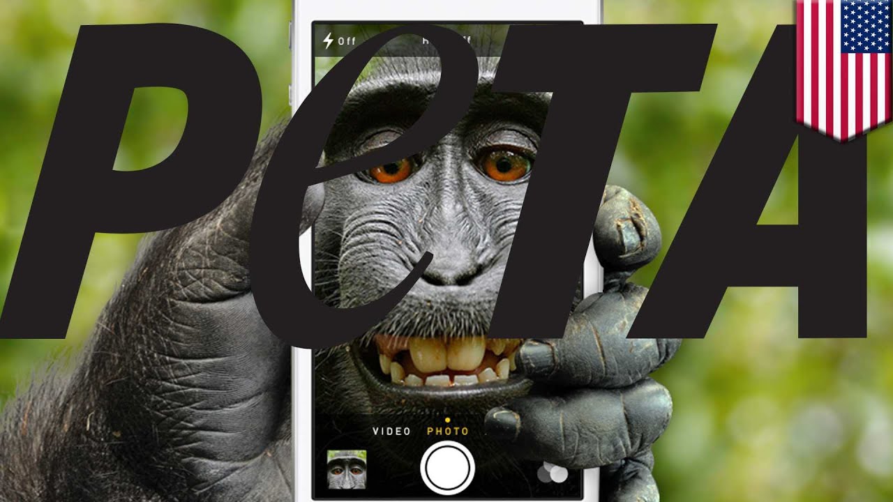 Monkey Selfie PETA lawsuit claims monkey owns copyright on the photo