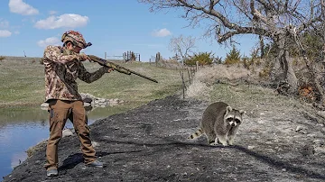 INSANE Daytime Raccoon Calling! (Coon Hunting)
