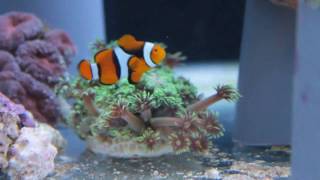 Clown Fish Dancing