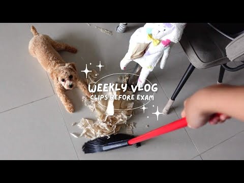 im back | clips before exam