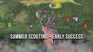 How to Summer Scout Public Land Bucks