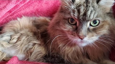 6.94 square-1 ao5 w obl (OXZOWACHI ALT COMMENTED!!!)