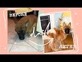 Paralyzed Puppy Learns to Walk... Dash's Story ❤️