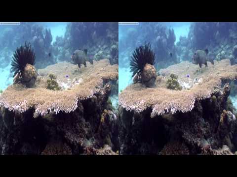 "yt3d:enable=true" - Ocean Circus 3D - underwater around the world - 3D video