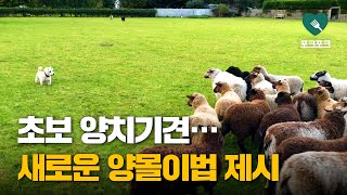 '양몰이법' 새로운 패러다임 제시한 '초보 양치기견'