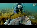 Giant Australian Cuttlefish! | JONATHAN BIRD'S BLUE WORLD