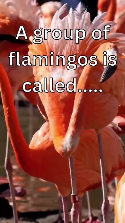 Animal Trivia - What Is A Group Of Flamingos Called? #shorts #