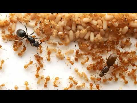 Королева мурашок-паразитів заохочує робітників вбити власну матір