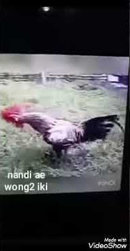 Katababa Ayam gila