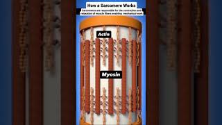 How Muscles Actually Move: The Sarcomere Explained💪#biologysimplified #neet2026 #biology #neet&amp;nerdy