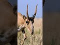 Did you know _ The saiga antelope filters dust with its nose