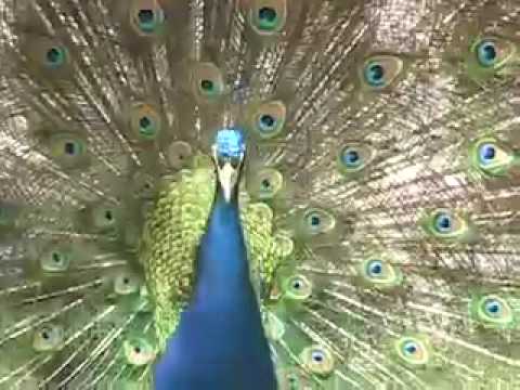 Purdy Peacock "Holiday Dreams" (based on true even...