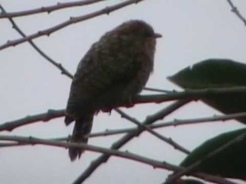 Burung Kedasih Tak Secantik Namanya Om Kicau