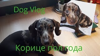 DOG VLOG Корице пол года\ щенок вырос. DOG VLOG Корице пол года\ щенок вырос.