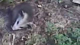 Treehorn the Possum. Haven's LA Marmot