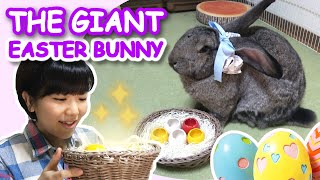 Giant Easter Bunny with Easter Eggs (Flemish Giant rabbit) 「ジャイアント」イースター・バニー（フレミッシュジャイアントうさぎ） by Jabba The Rabbit 9,391 views 3 years ago 3 minutes, 27 seconds