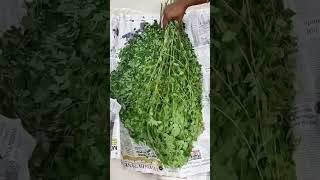 How To Remove Drumstick Leaves Easily