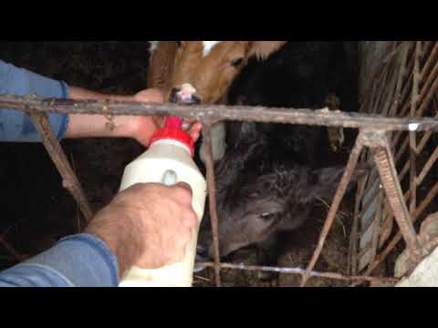 მოვიდნენ ბიჭები