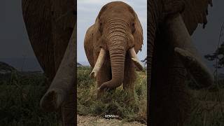 4K African Wildlife and Nature Relaxation Film with Peaceful Music for Stress Relief