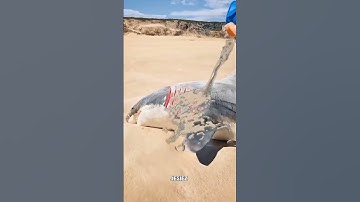 Beached Shark Rescue 🦈💙 | Step-by-Step Guide #youtubeshorts
