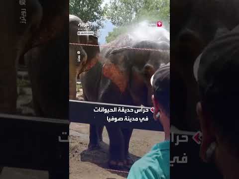 حيوانات حديقة صوفيا تستمتع بالماء في الطقس الحار