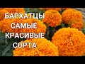 Бархатцы. Посейте самые красивые сорта бархатцев в саду!