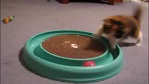 Video 11859331: maine coon kitten