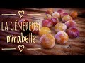 Avenir permaculture  la gnreuse mirabelle