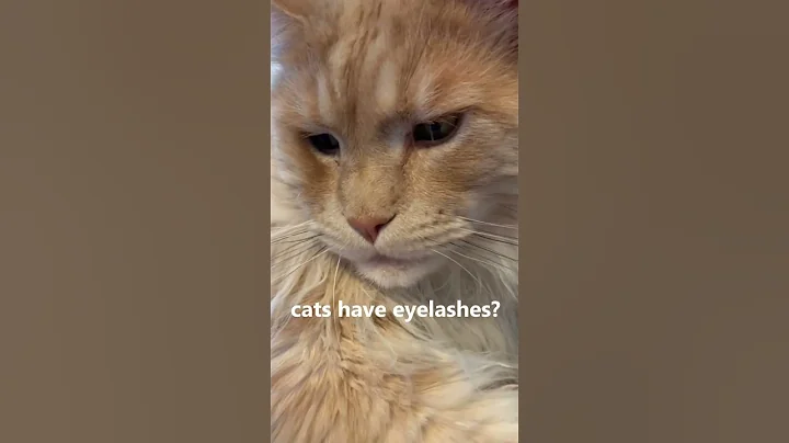 Video 1504141: mainecoon cutecat, ginger maine coon, cutest maine coon, mainecooncat, cat